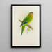 Conure de Petz - Alexander Francis Lydon — framed artwork on a wall