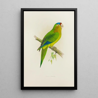 Alexander Francis Lydon - Petzs Conure.webp