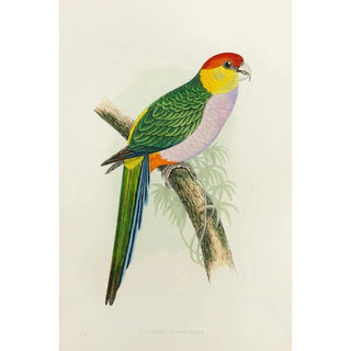 Perruche pileate - Alexander Francis Lydon — artwork view