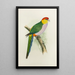 Perruche pileate - Alexander Francis Lydon — framed artwork on a wall