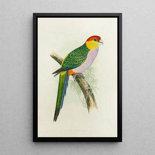 Perruche pileate - Alexander Francis Lydon — framed artwork on a wall