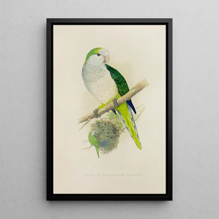 Perruche moine ou perruche à poitrine grise - Alexander Francis Lydon — framed artwork on a wall