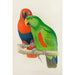 Eclectus with red flanks or New Guinea eclectus - Alexander Francis Lydon — artwork view