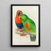 Eclectus with red flanks or New Guinea eclectus - Alexander Francis Lydon — framed artwork on a wall
