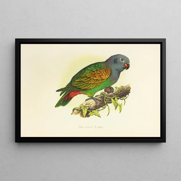 Parrot with Red Belly - Alexander Francis Lydon — framed artwork on a wall