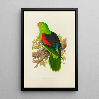 Perruche à ailes rouges - Alexander Francis Lydon — framed artwork on a wall