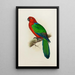 Reproduction of the painting Perruche éclatante rouge - Alexander Francis Lydon