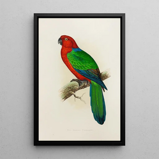 Reproduction of the painting Perruche éclatante rouge - Alexander Francis Lydon