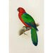Reproduction of the painting Perruche éclatante rouge - Alexander Francis Lydon
