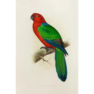 Reproduction of the painting Perruche éclatante rouge - Alexander Francis Lydon