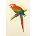Ara rouge et bleu - Alexander Francis Lydon — artwork view
