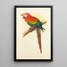 Ara rouge et bleu - Alexander Francis Lydon — framed artwork on a wall