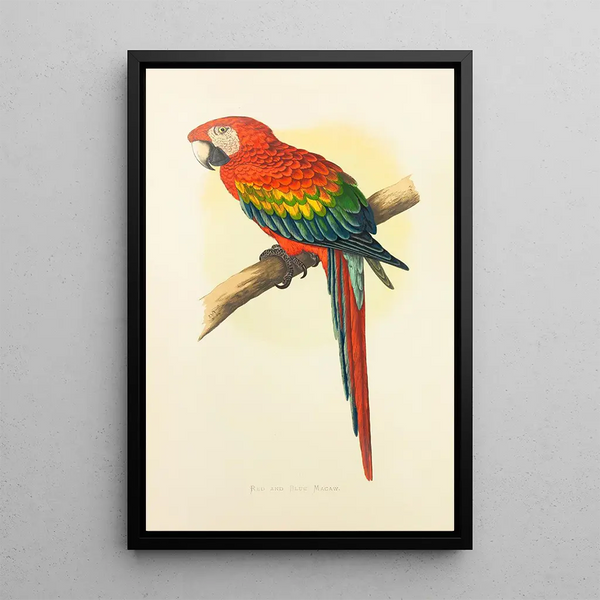 Ara rouge et bleu - Alexander Francis Lydon — framed artwork on a wall