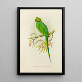 Perruche à collier ou perruche du Bengale - Alexander Francis Lydon — framed artwork on a wall