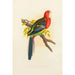 Perruche de Rose Hill ou rosella - Alexander Francis Lydon — artwork view