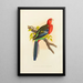Perruche de Rose Hill ou rosella - Alexander Francis Lydon — framed artwork on a wall