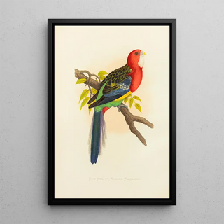 Perruche de Rose Hill ou rosella - Alexander Francis Lydon — framed artwork on a wall
