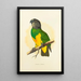 Reproduction of the painting Senegal Parrot Painting - Alexander Francis Lydon