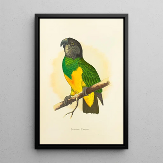 Reproduction of the painting Senegal Parrot Painting - Alexander Francis Lydon