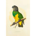 Reproduction of the painting Senegal Parrot Painting - Alexander Francis Lydon