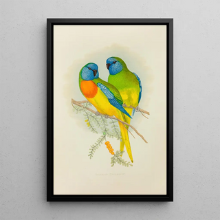 Reproduction of the painting Stunning Parakeet Painting - Alexander Francis Lydon