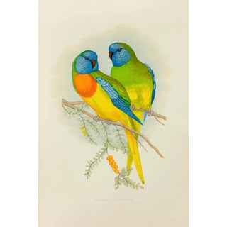 Reproduction of the painting Stunning Parakeet Painting - Alexander Francis Lydon