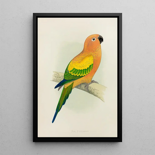 Reproduction of the painting Perruche soleil ou conure jaune - Alexander Francis Lydon
