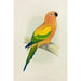 Reproduction of the painting Perruche soleil ou conure jaune - Alexander Francis Lydon