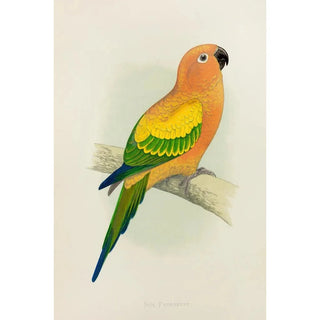 Reproduction of the painting Perruche soleil ou conure jaune - Alexander Francis Lydon