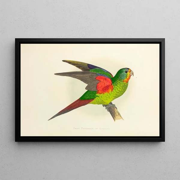 Perruche rapide ou Loriquet - Alexander Francis Lydon — framed artwork on a wall
