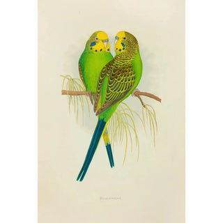 Perruche ondulée ou perruche ondulée - Alexander Francis Lydon — artwork view