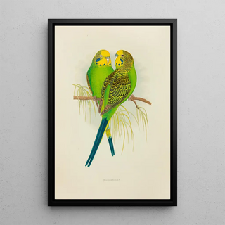 Perruche ondulée ou perruche ondulée - Alexander Francis Lydon — framed artwork on a wall