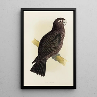 Parrot vasa - Alexander Francis Lydon — framed artwork on a wall