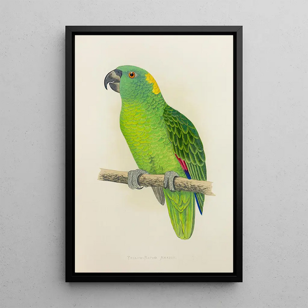 Reproduction of the painting Amazon with Yellow Neck - Alexander Francis Lydon