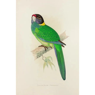 Perruche à nuque jaune - Alexander Francis Lydon — artwork view