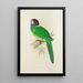Perruche à nuque jaune - Alexander Francis Lydon — framed artwork on a wall