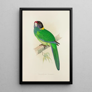 Perruche à nuque jaune - Alexander Francis Lydon — framed artwork on a wall