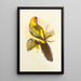 Perruche à croupion jaune ou à large queue - Alexander Francis Lydon — framed artwork on a wall