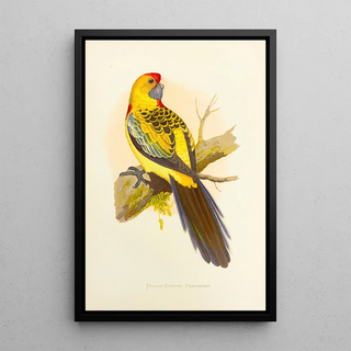Perruche à croupion jaune ou à large queue - Alexander Francis Lydon — framed artwork on a wall