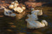 ducks in the evening light - Alexander Koester — artwork view