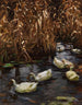 Eight ducks in the autumn reeds - Alexander Koester — artwork view