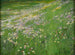 Prairie de fleurs près de Weling - Alexander Koester — artwork view