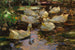 Ducks in the water without sun - Alexander Koester — artwork view