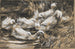 Six Canards au Bord du Roseau - Alexander Koester — artwork view