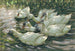 Six canards sous un saule - Alexander Koester — artwork view