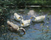 Quatre canards dans l'étang - Alexander Koester — artwork view