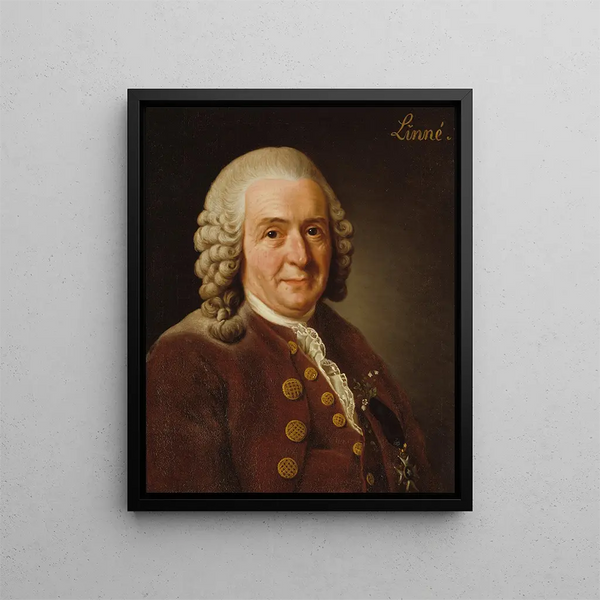 Carl von Linné 1707-1778 botanist professor - Alexander Roslin — framed artwork on a wall