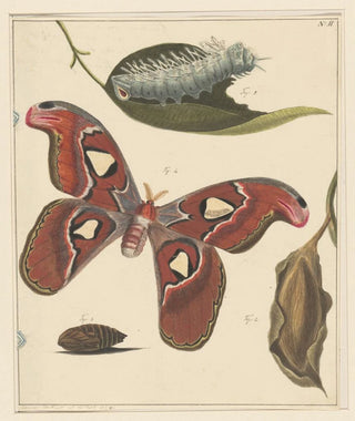 Studies of a Caterpillar, a Butterfly, and a Chrysalis - Alexander Ver Huell — artwork view