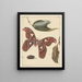 Studies of a Caterpillar, a Butterfly, and a Chrysalis - Alexander Ver Huell — framed artwork on a wall