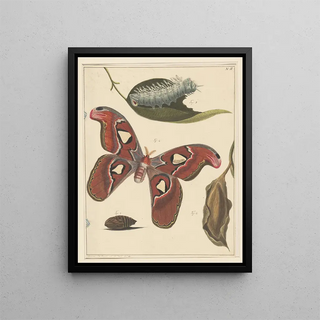 Studies of a Caterpillar, a Butterfly, and a Chrysalis - Alexander Ver Huell — framed artwork on a wall